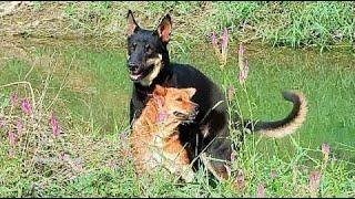 Black dogs meeting on the rice farm