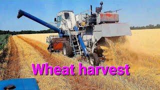 Harvesting wheat in Ukraine in a small farm