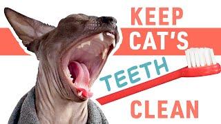 How to Brush Your Cat Teeth  cat 101 sphynx