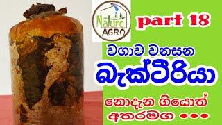 බිම් මල් වගාව  බැක්ටීරියා රෝග  mushroom cultivation  bactiria disease in mushroom  bimmal wagawa