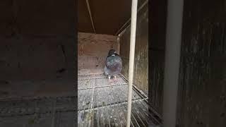 Palomas hembras en el Cerro Cuba #palomeros #viral