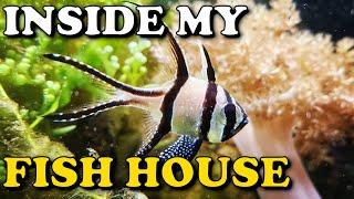 HUGE Macroalgae Reef Tank TOUR  Planted Reef Fish House Update