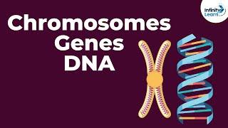 Genetics Basics  Chromosomes Genes DNA and Traits  Infinity Learn