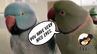  Birds talking and kissing each other  Try not to laugh or even smile 168