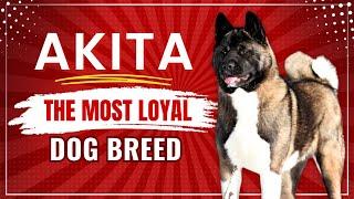 Akita Inu - The Most Loyal Dog Breed  Full Explanation By Baadal Bhandaari