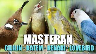 MASTERAN CILILIN - KENARI - KAPAS TEMBAK - LOVEBRID COCOK BUAT MATERI LOMBA