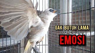 trucukan gacor TARUNG ROPEL PANJANG pancingan trucukan agar bunyi jadikan burung trucuk gacor EMOSI