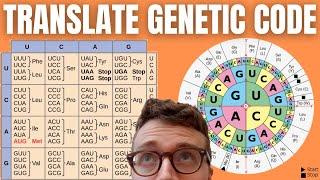 How to Translate mRNA to Amino Acids DECODING THE GENETIC CODE