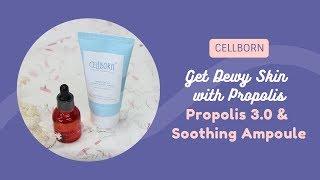 Get Dewy Skin with Propolis  CELLBORN  YesStyle Korean Beauty