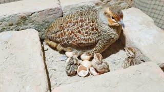 from crossing to hatching eggs full informative video  teetar breeding season