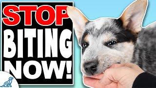 How To STOP Puppy Biting FAST