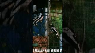 3 Ekor Burung Jagal Papua Adu Kicau