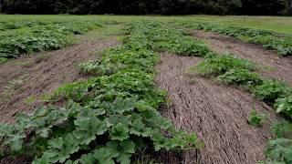 Vegetable Production in a No-till system