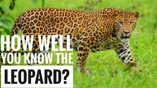 Leopard  Description Characteristics and Facts