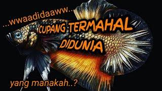 IKAN CUPANG TERMAHAL DIDUNIA