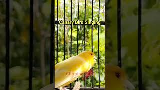 Suara burung Kenari Gacor Panjang  Canary Bird Singing