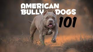 American Bully Dogs 101 Everything You Should Know