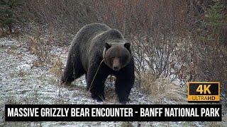 The Boss? Massive Grizzly Bear Encounter in Banff National Park 4K