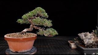 Liquidación salvaje de Bonsai - Vuelta al cole