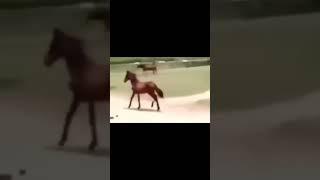 extremely fast horse - #shortsfeed #edit #fypシ #funny #random #horse #meme #animals #shorts #fyp