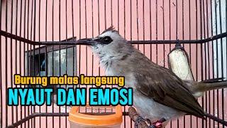 Trucukan gacor TARUNG ropel panjang buat pancingan trucukan agar bunyi jadikan burung trucuk EMOSI