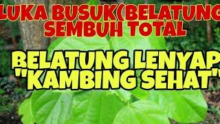 Obat Resep mujarap dan ampuh...obati luka belatung atau membusuk pada kambing