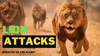 Lion Attacks On Human 2022 Wild Animal Encounters  Lion Documentary 