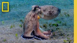 Watch this Octopus Devour Crabs as It Jumps in the Water  Insane Animals  Secrets of the Octopus