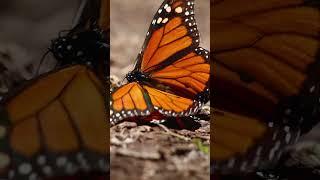 The great monarch butterfly migration #mexico #butterfly #mexicocity #méxico #travel