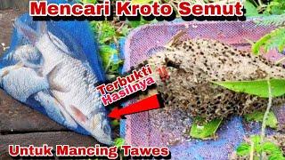 Mencari Kroto Telur Semut Buat Campuran Umpan Untuk Mancing Ikan Tawes Monster Dan Pembuktiannya