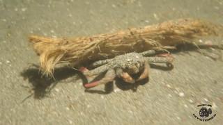 Amazing Carrier Crab Carrying a Piece of Wood to be Camouflaged