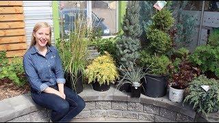 Landscaping for Winter Interest With Cailey from Salisbury Greenhouse Design HD