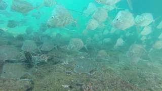 Under the pier - Scuba Datura Avenue Fort Lauderdale By The Sea