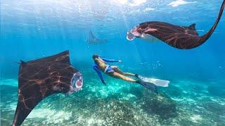 GoPro HERO12 Black Free Diving with Giant Manta Rays