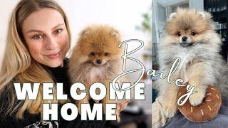 We Got a Pomeranian Puppy  TIPS & FEELIINGS BEFORE & AFTER HIS ARRIVAL