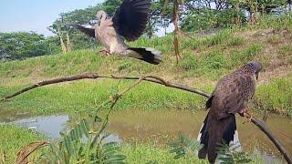 pasti puas kalau burung seperti ini jadi pikat‼️ suara nya mersik jauh rapat #terkukuralam