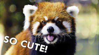 Red Pandas are Dangerously Cute