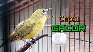 Pleci Bird Therapy to Quickly GACOR and Shoot