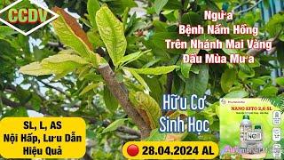  CCDV # 252. Phòng Ngừa & Trị Bệnh Nấm Hồng Trên Nhánh Mai Vàng Đầu Mùa Mưa CCDV. 04.06.2024