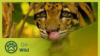 Thailand – The Wild Heart - Wildest Indochina 35 - Go Wild