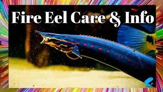 Fire Eel Care and Information - Mastacembelus erythrotaenia
