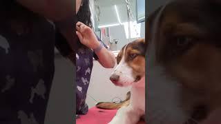 How to get a dog to tolerate and like nail trims