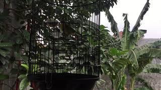 Burung Pleci Ombyokan Belajar Bunyi