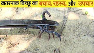 Rescue a black scorpion animals  Scorpions animals facts Venomous animals  Wild animals story