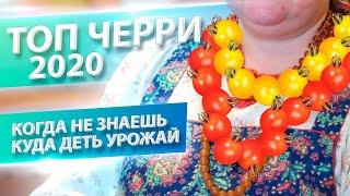 НА ВСЕ ВКУС И ЦВЕТ ТОП-9 ТОМАТОВ ЧЕРРИ 2020