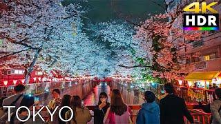 【4K HDR】Tokyo Japan - Meguro River Cherry Blossoms Evening Walk Tour