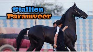 मारवाड़ी अश्व परमवीर  Stallion Paramveer - Bhayla Stud Farm Ahmedabad 