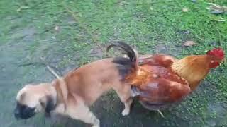 Dog Knotted Rooster