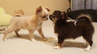 An incredible meeting of two Chihuahua puppies