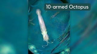 New Species of Ancient 10 armed Octopus